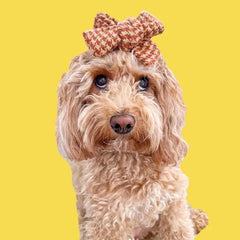 @pawsitiviely_poppy