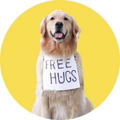 @scoutgoldenretriever